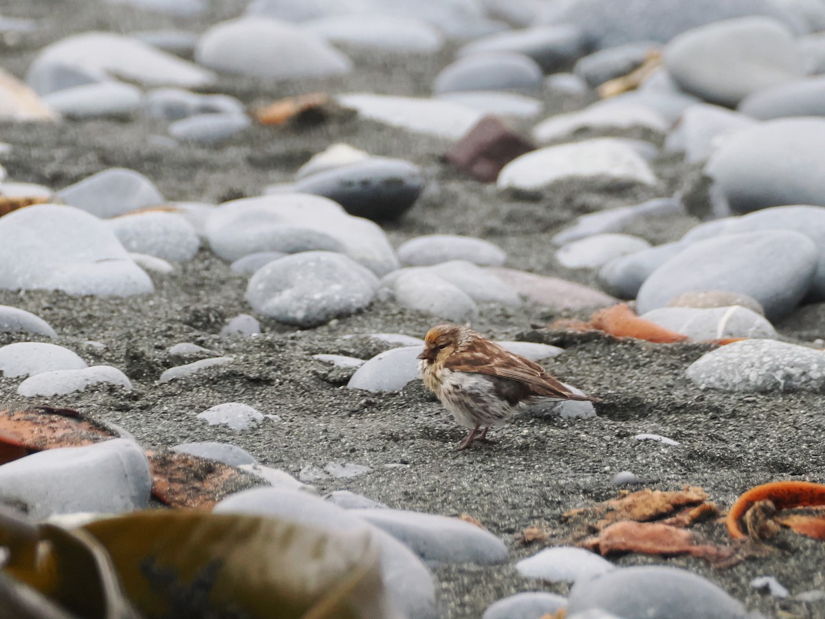 Redpoll (Lesser) - ML647107016