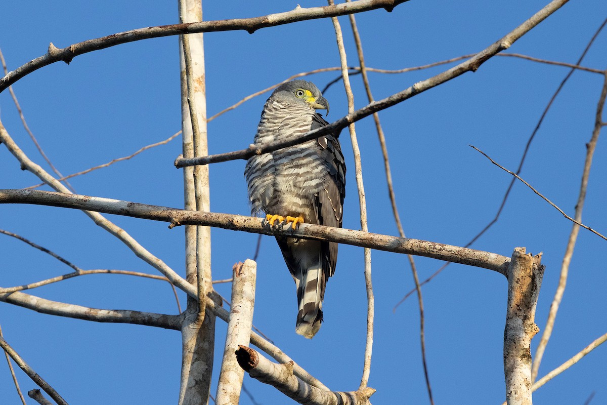 Bec-en-croc de Temminck - ML647107017