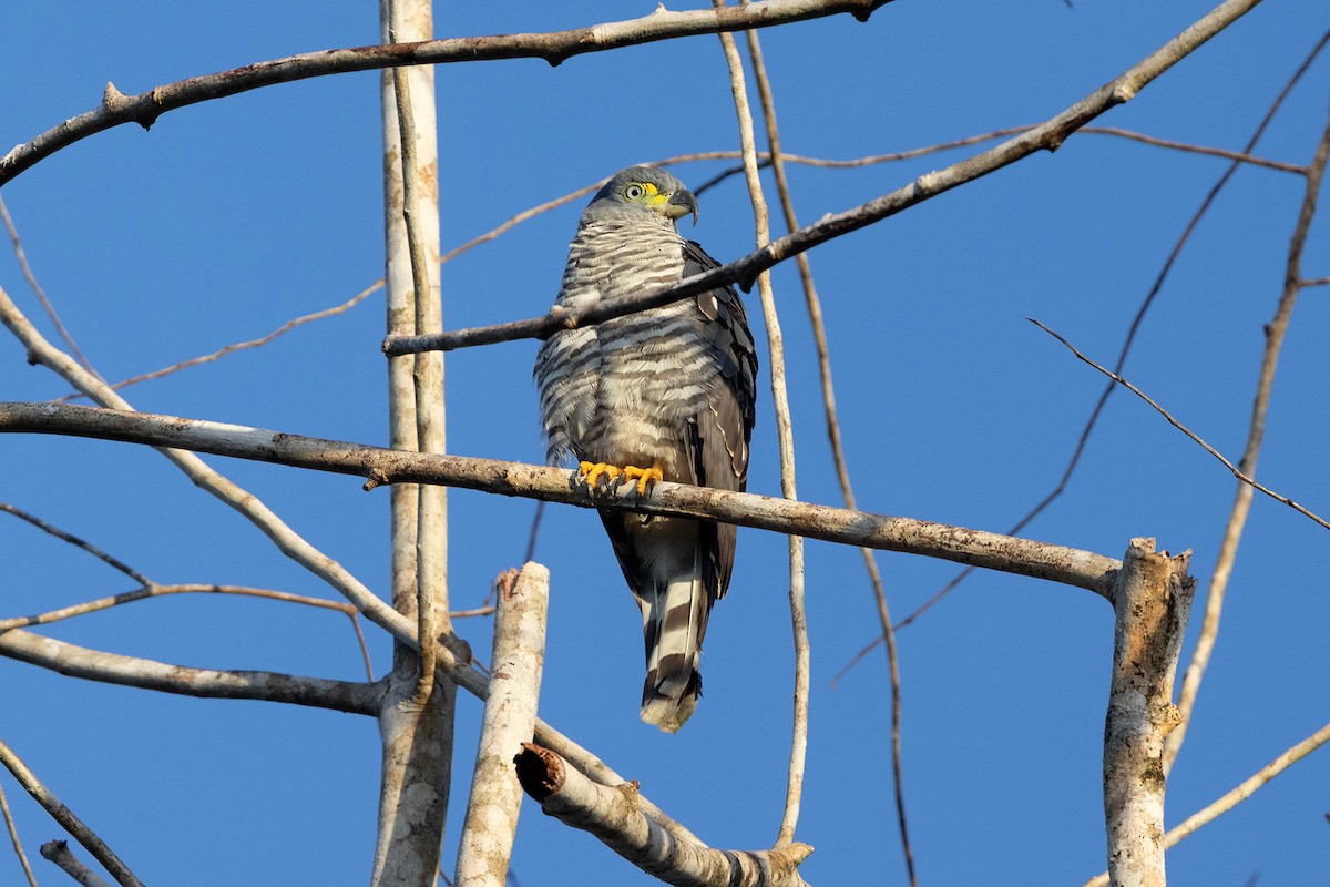 Bec-en-croc de Temminck - ML647107018