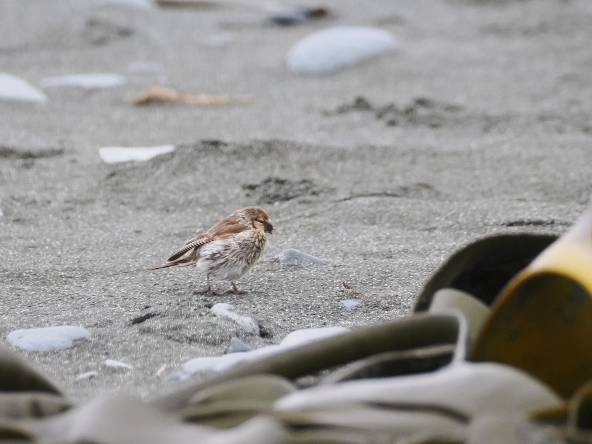 Redpoll (Lesser) - ML647107019