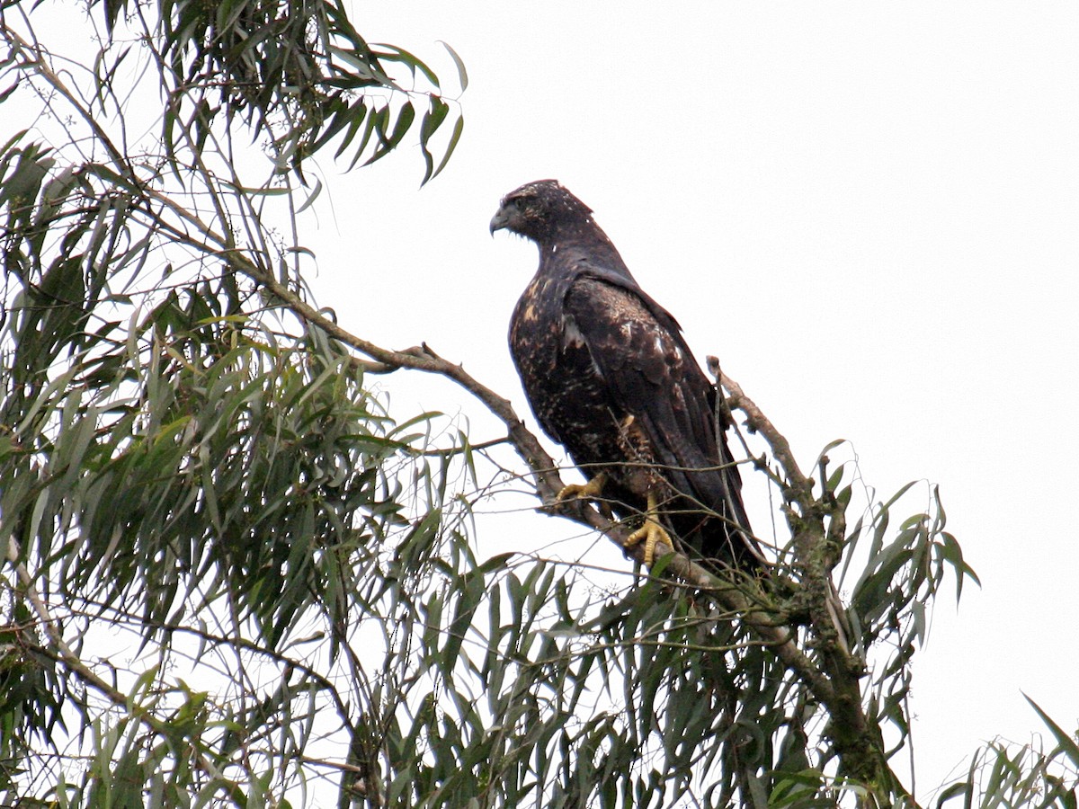 Black-chested Buzzard-Eagle - ML647107020
