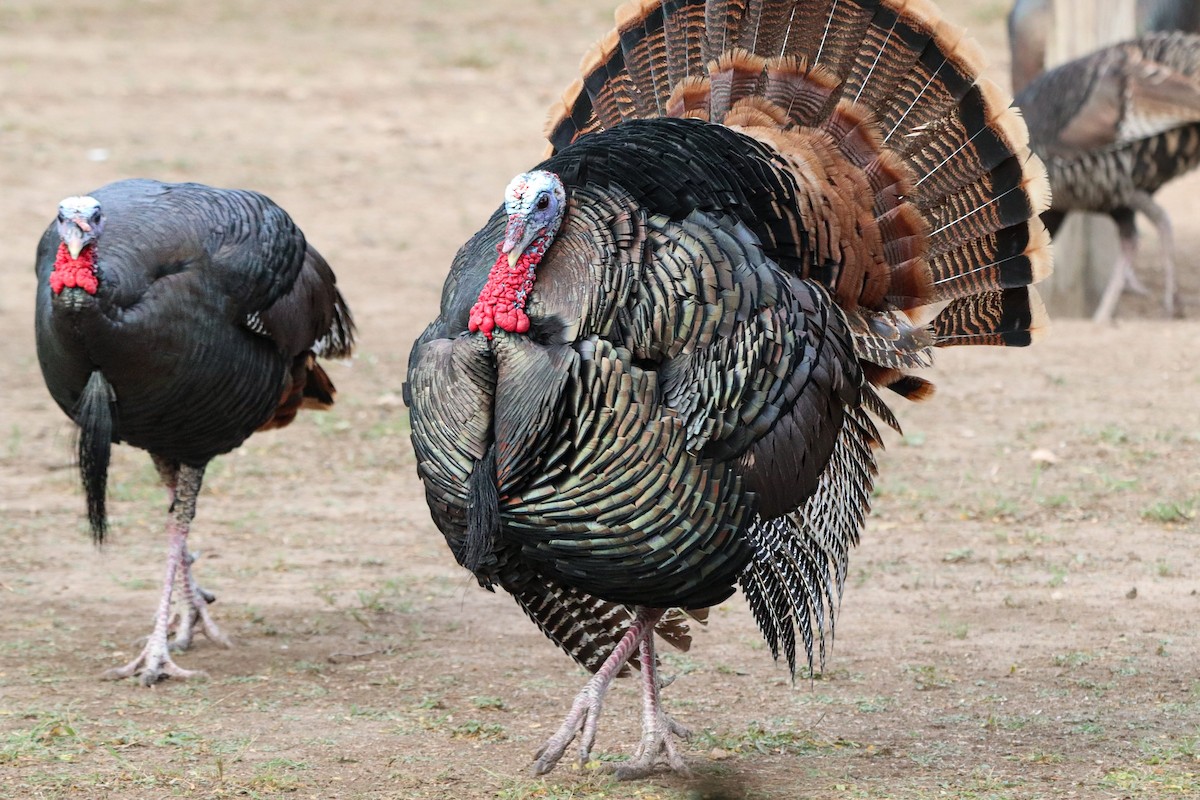 シチメンチョウ - ML647107021