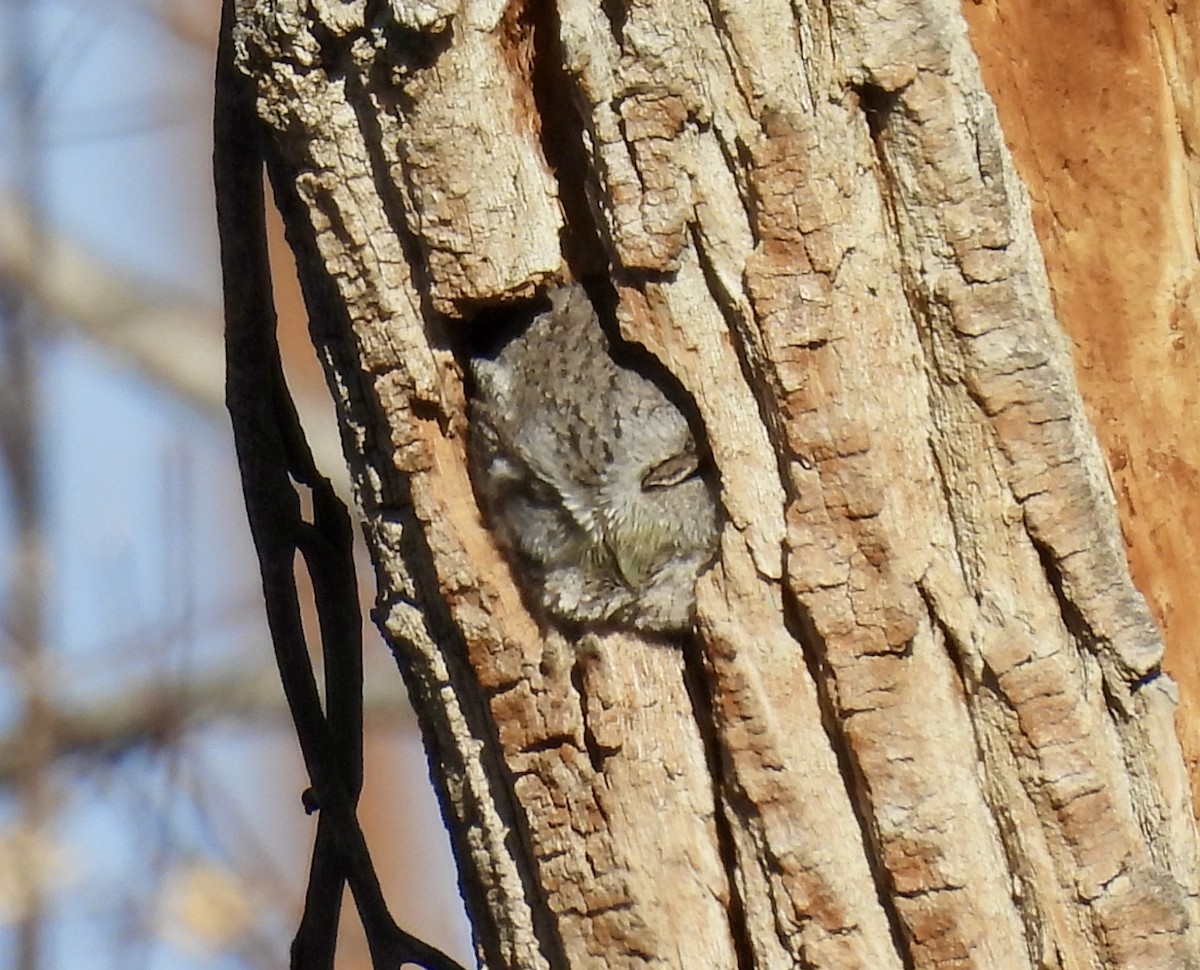 Eastern Screech-Owl - ML647107022