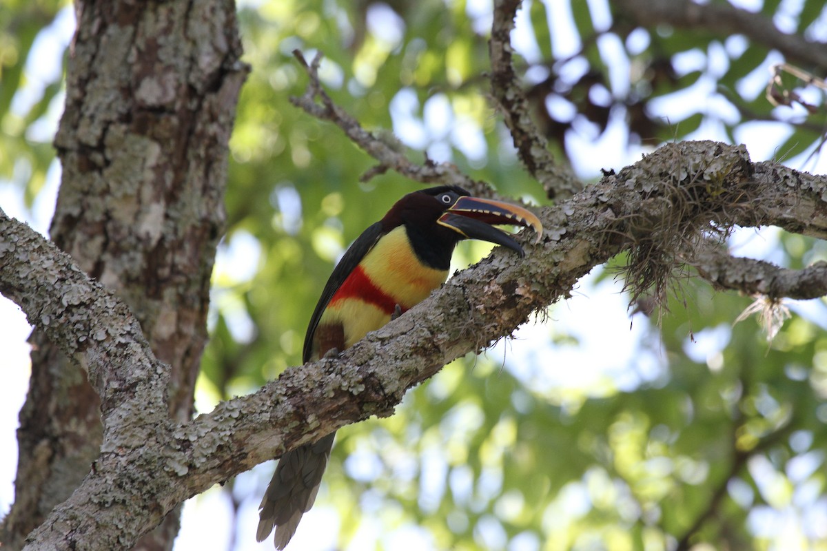 arassari hnědouchý - ML647107023