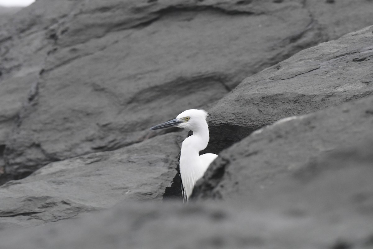 Little Egret - ML647107028
