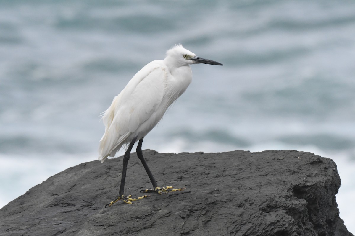 Little Egret - ML647107029