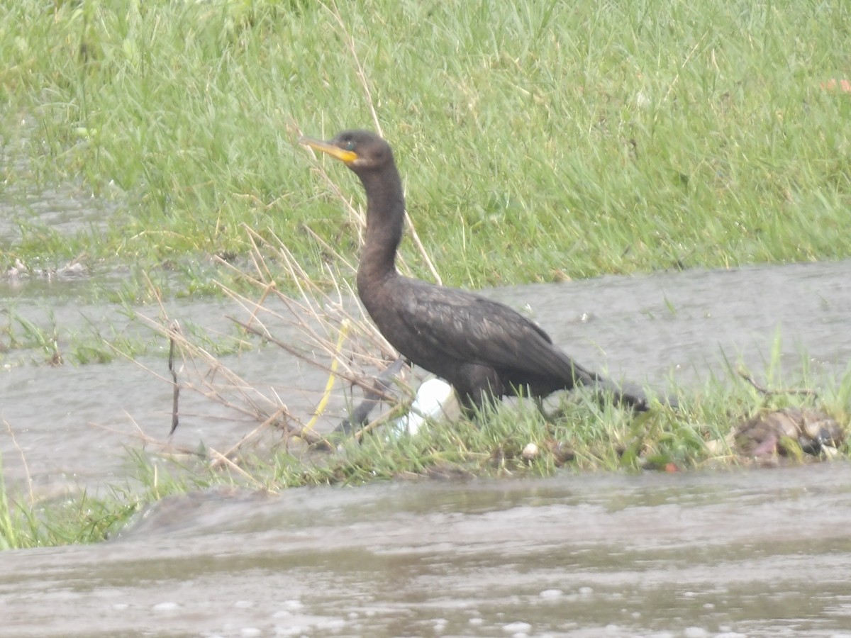 Баклан бразильський - ML647107030