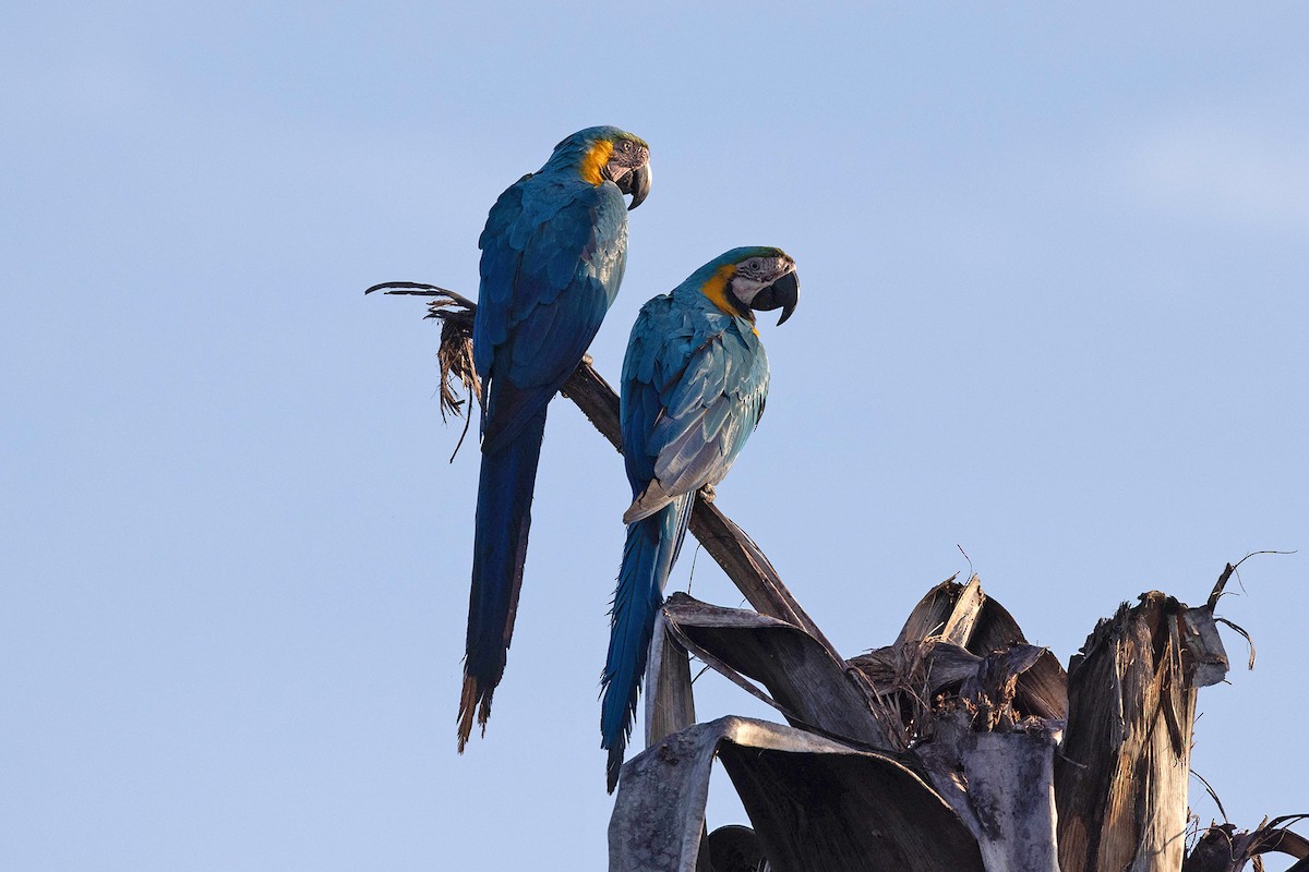 Blue-and-yellow Macaw - ML647107031
