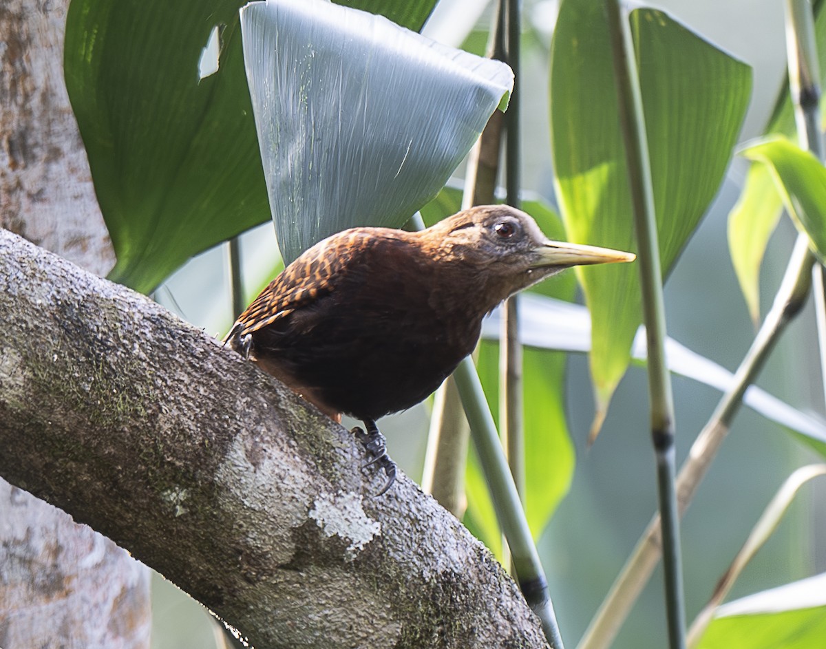 Bay Woodpecker - ML647107033