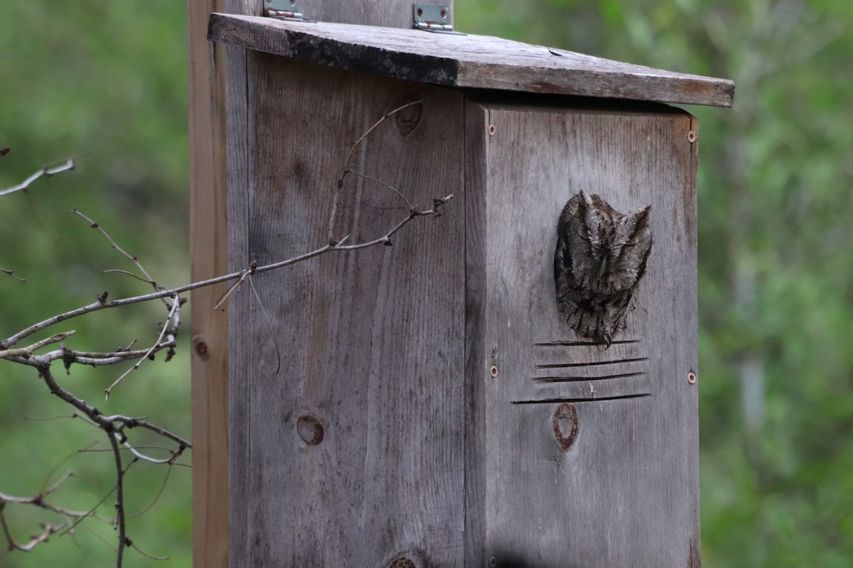 Eastern Screech-Owl - ML647107036