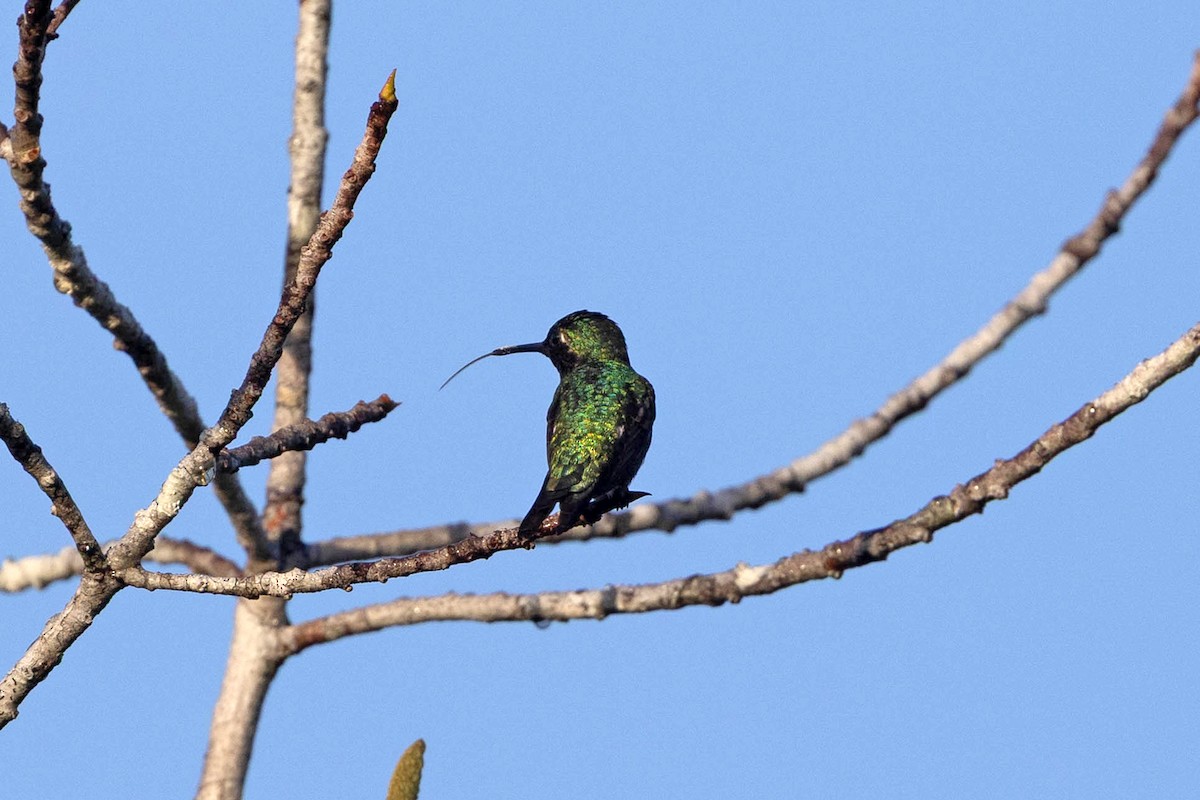 Amethyst Woodstar - ML647107037