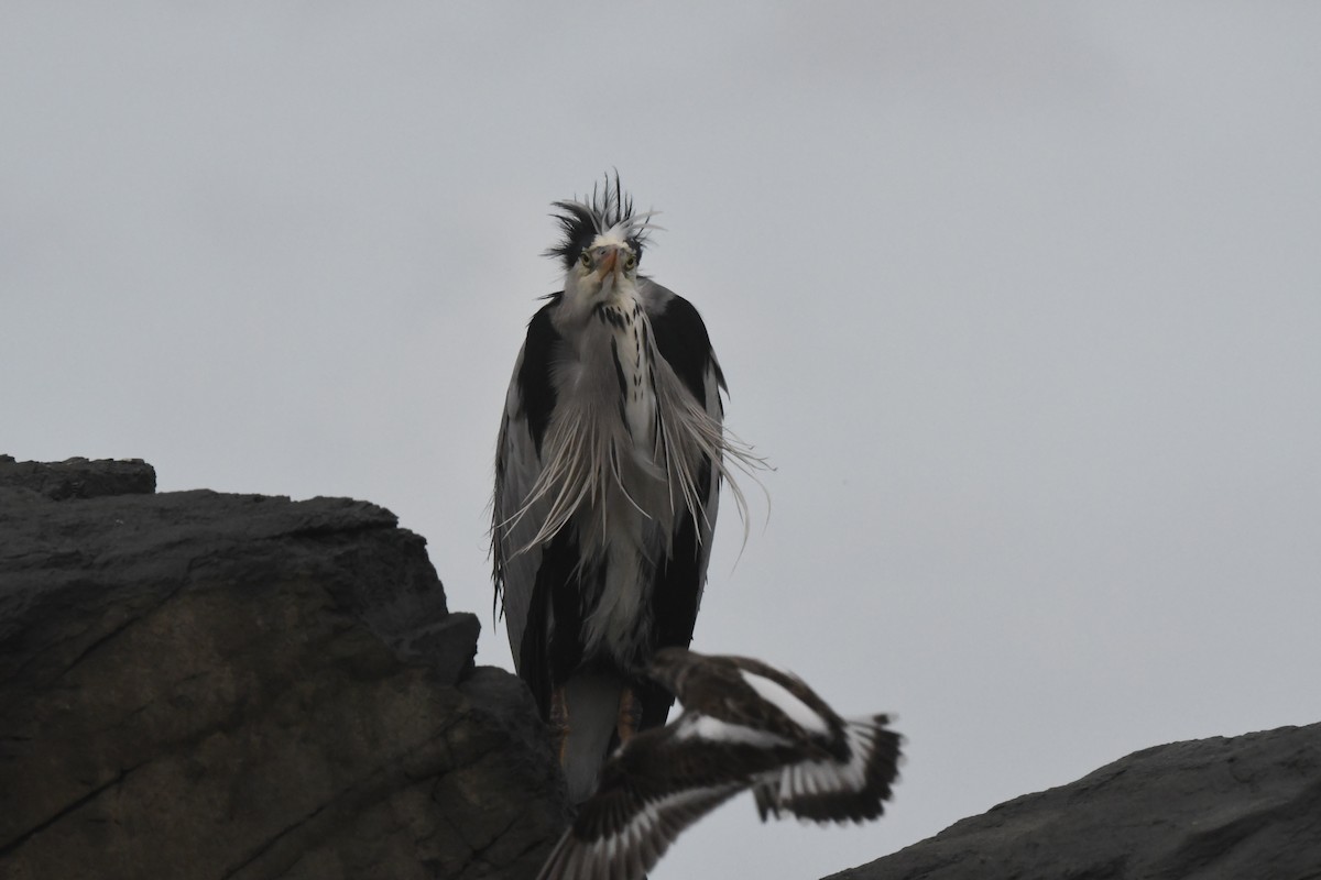 Gray Heron - ML647107038