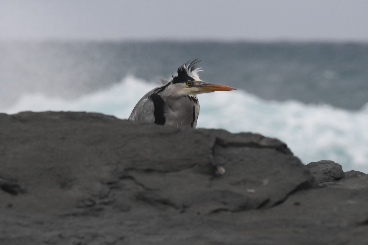 Gray Heron - ML647107039