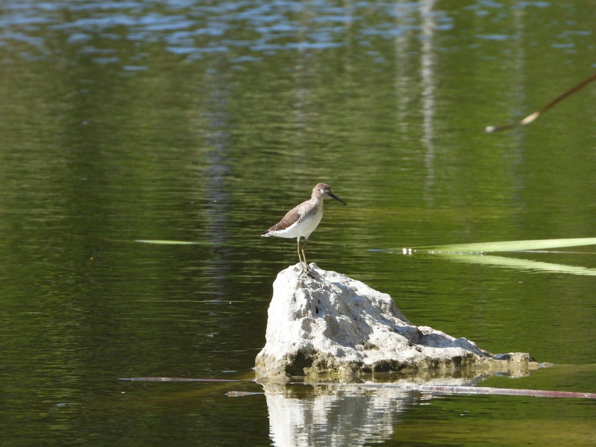 Solitary Sandpiper - ML647107041