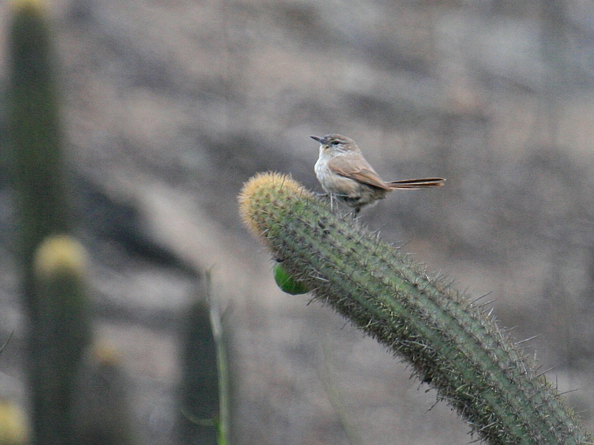 Cactus Canastero - ML647107042