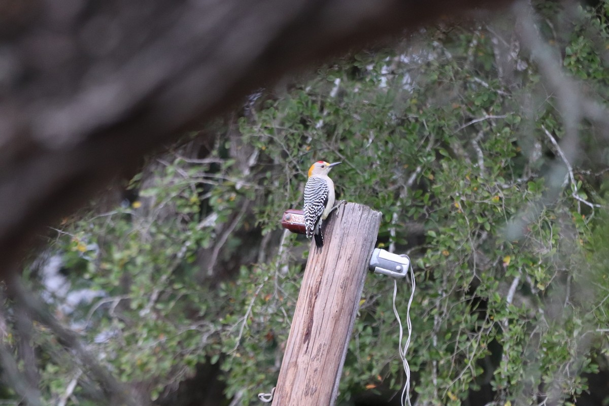 Golden-fronted Woodpecker - ML647107043