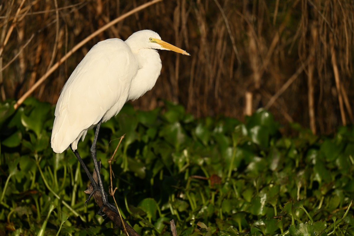 Great Egret - ML647107044
