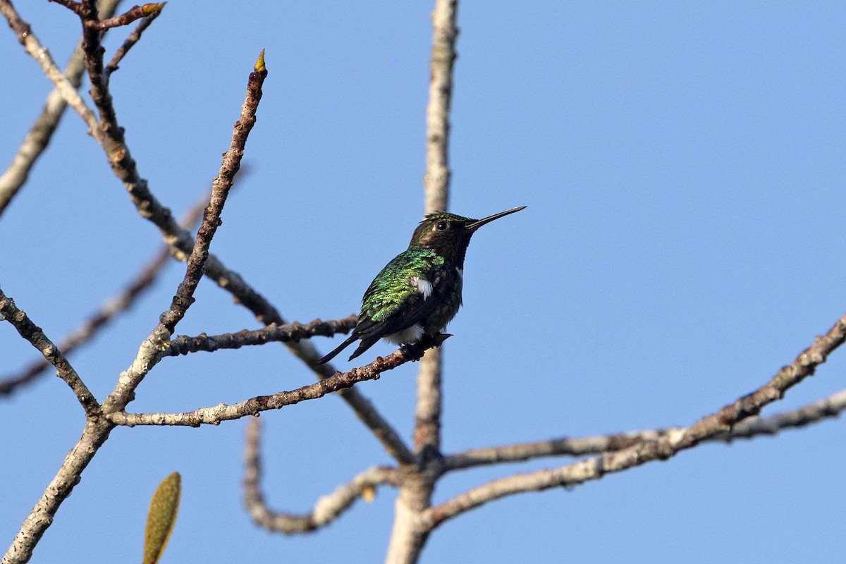 Amethyst Woodstar - ML647107045