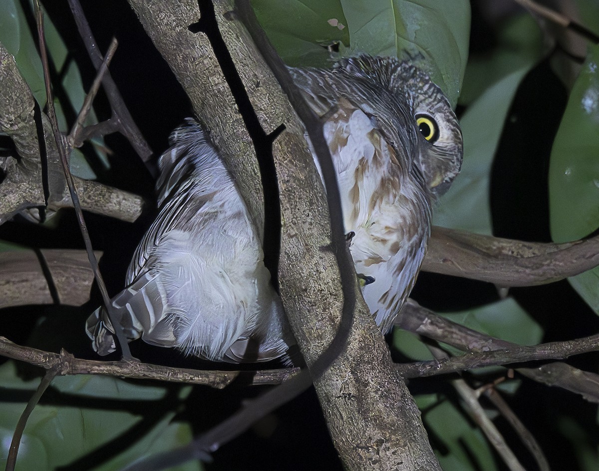 Asian Barred Owlet - ML647107046