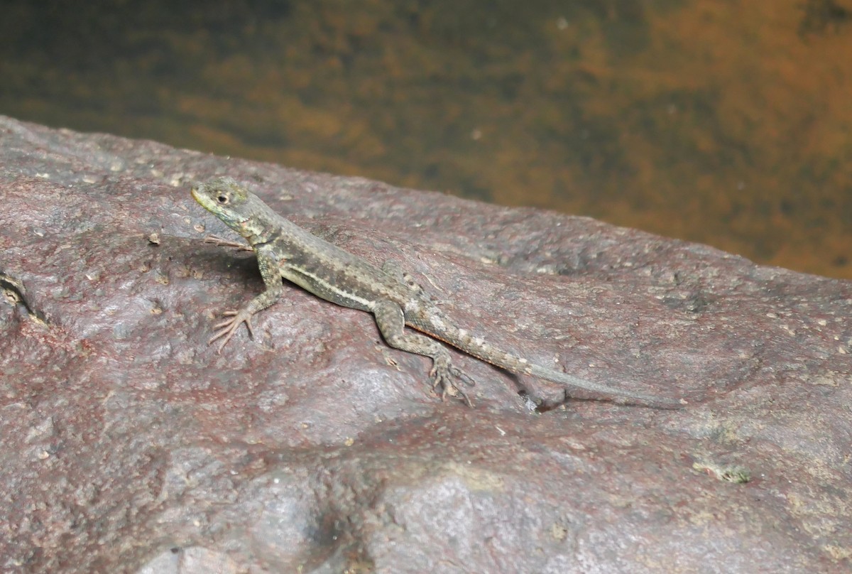 Animals - ML647107047