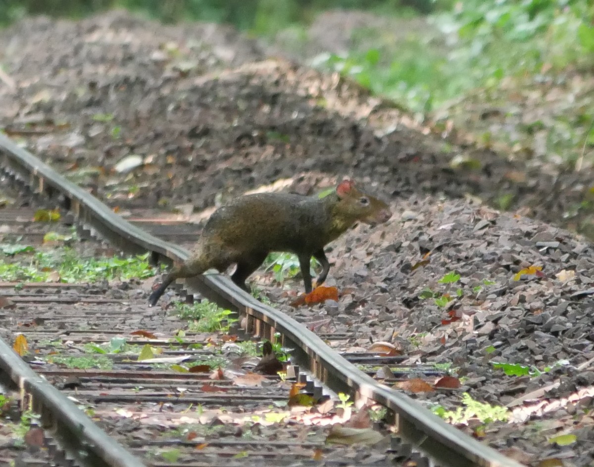 Animals - ML647107048