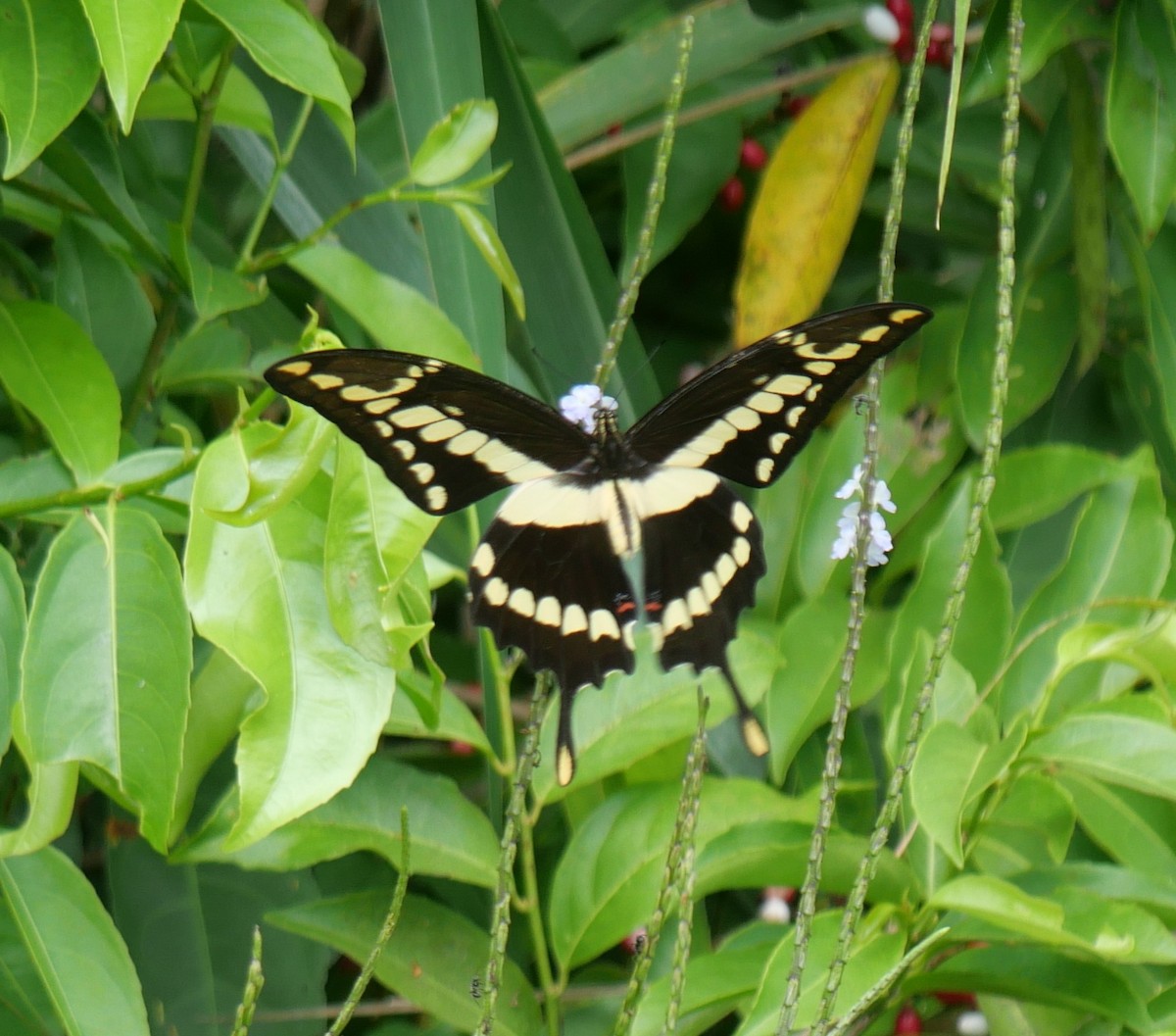 Animals - ML647107049