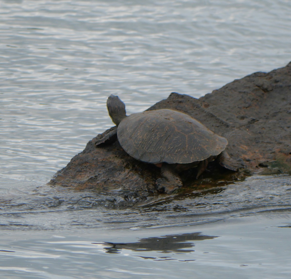 Animals - ML647107050