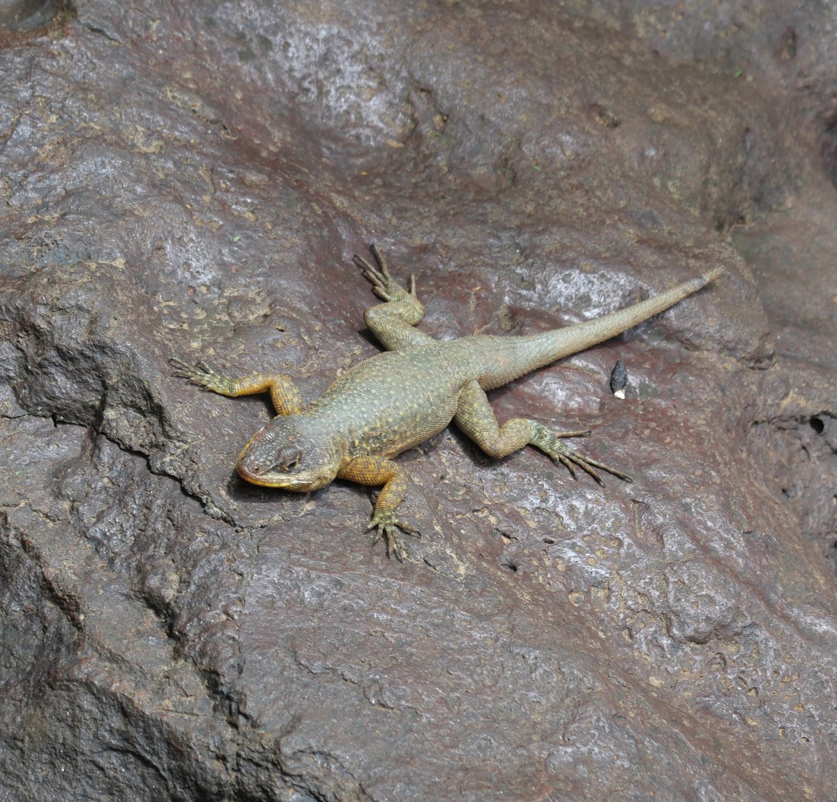 Animals - ML647107051