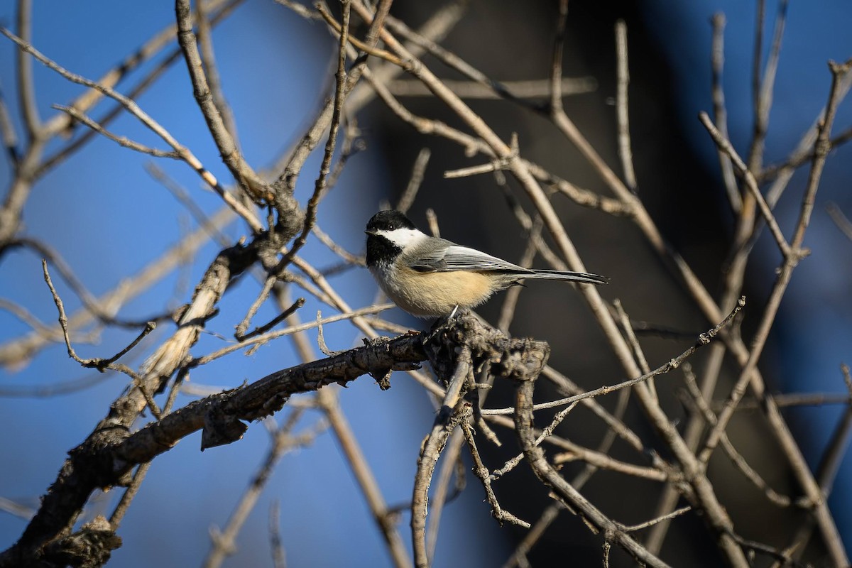 Black-capped Chickadee - ML647107056