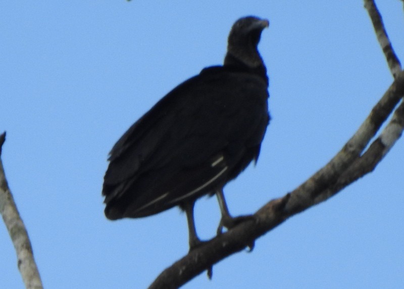 Black Vulture - ML647107057