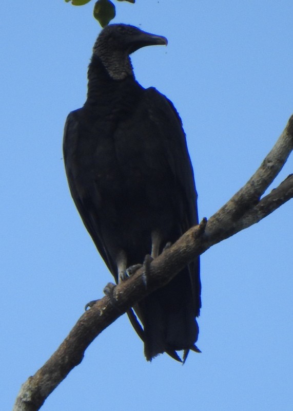 Black Vulture - ML647107058