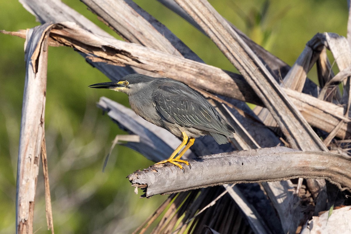 Striated Heron - ML647107059