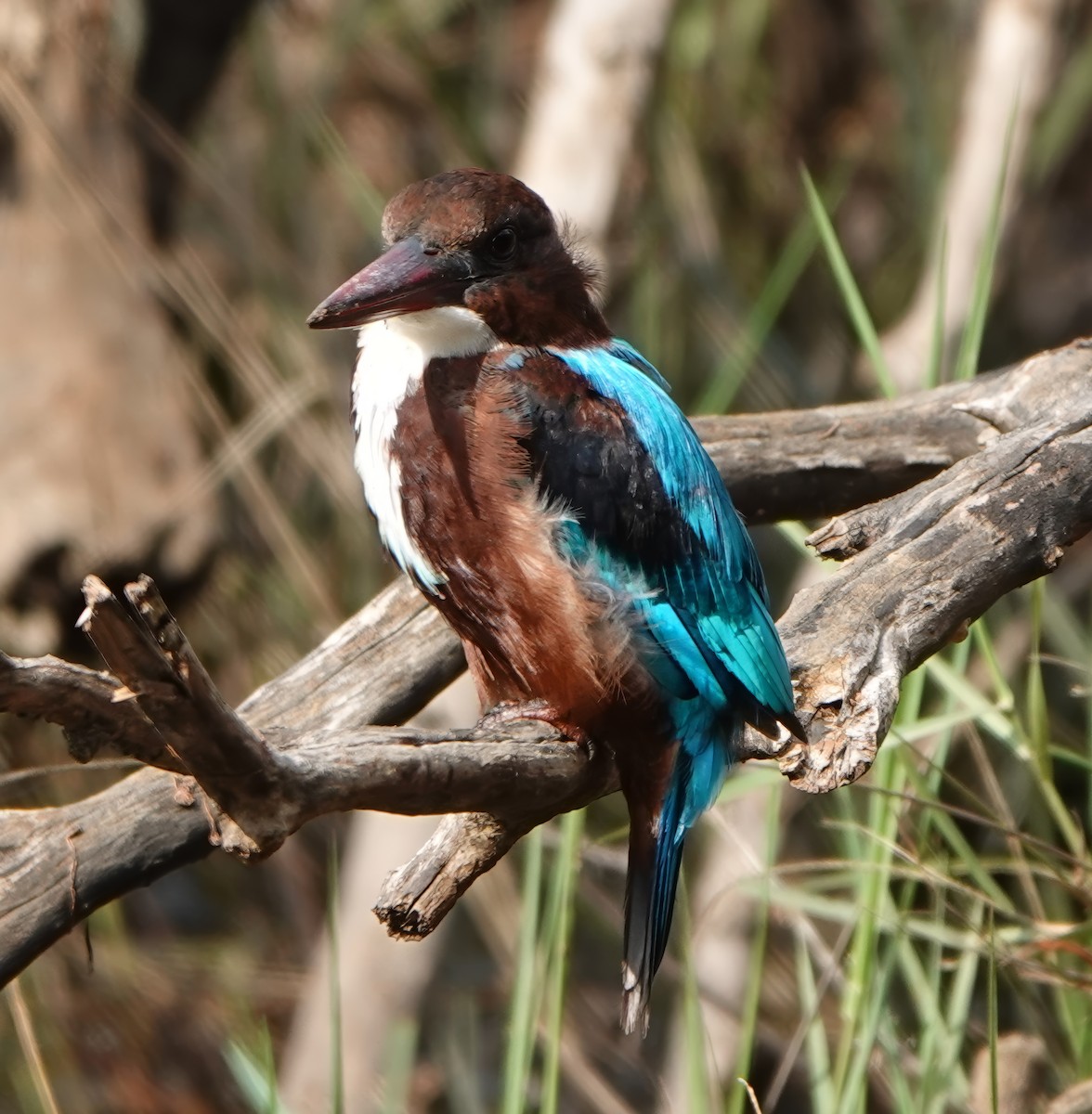 White-throated Kingfisher - ML647107060