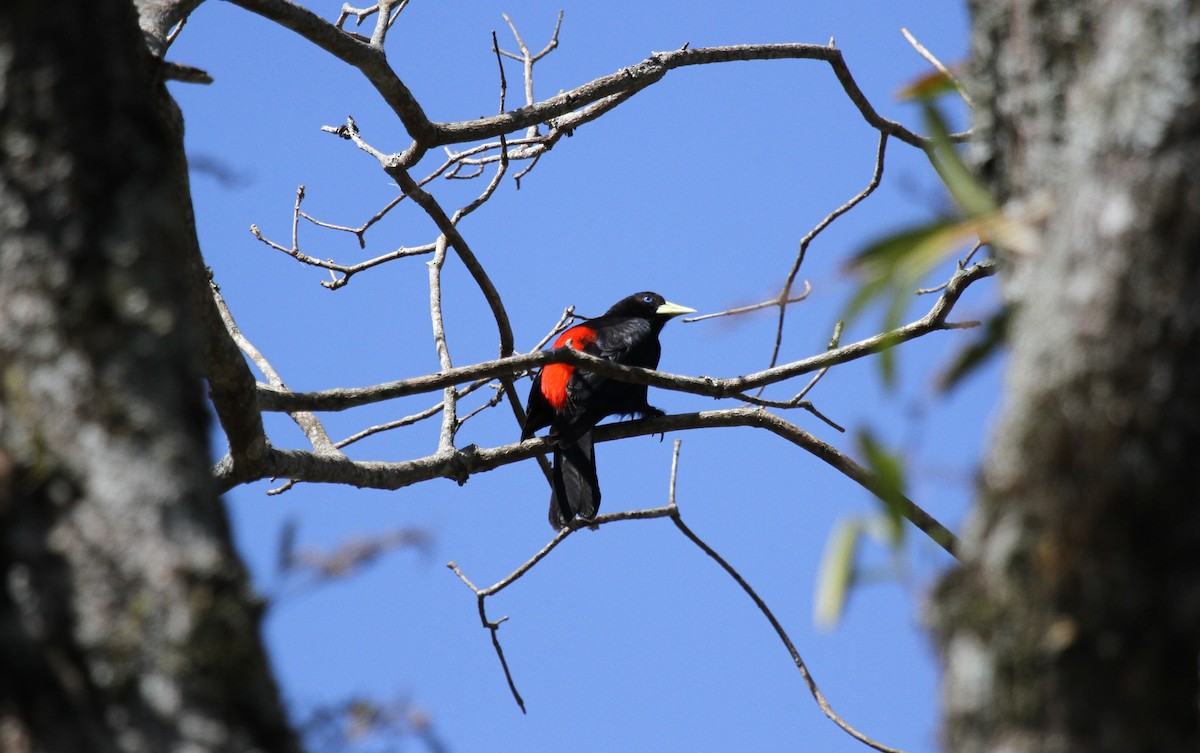 Red-rumped Cacique - ML647107061