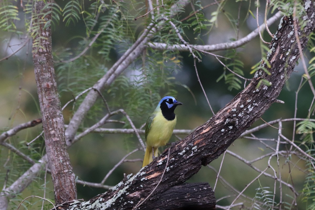 Green Jay - ML647107062