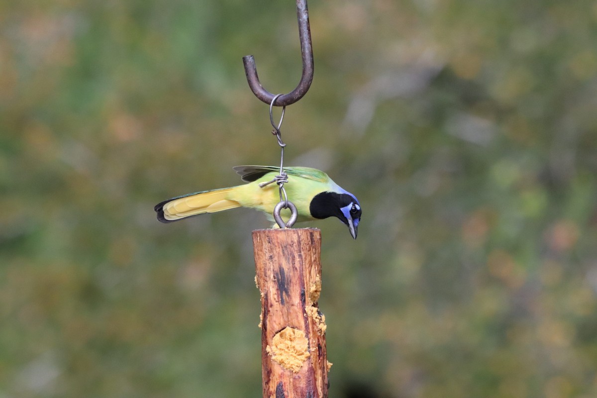 Green Jay - ML647107063