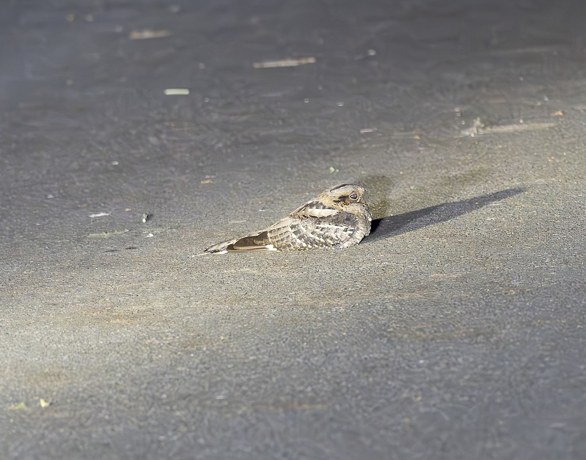 Large-tailed Nightjar - ML647107064