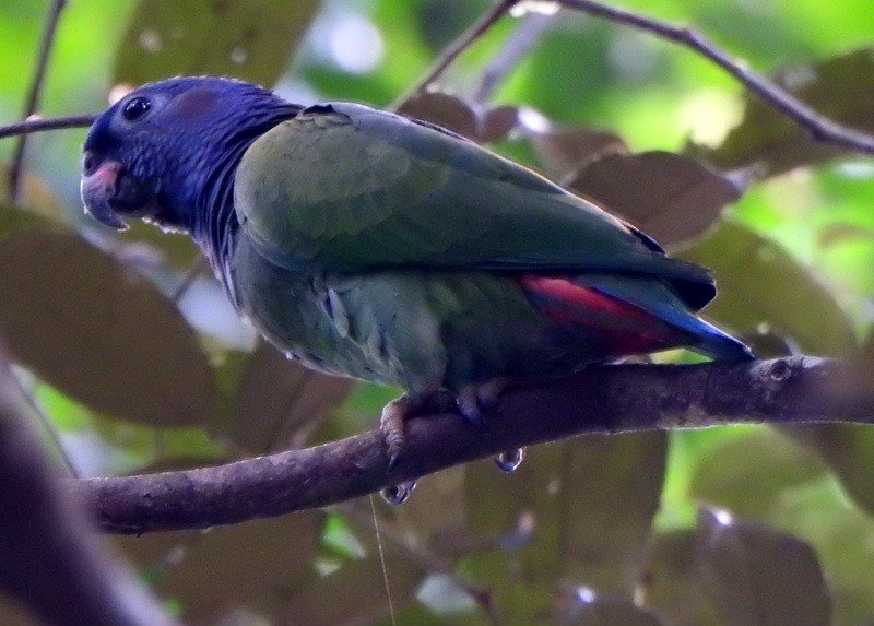 Blue-headed Parrot - ML647107065