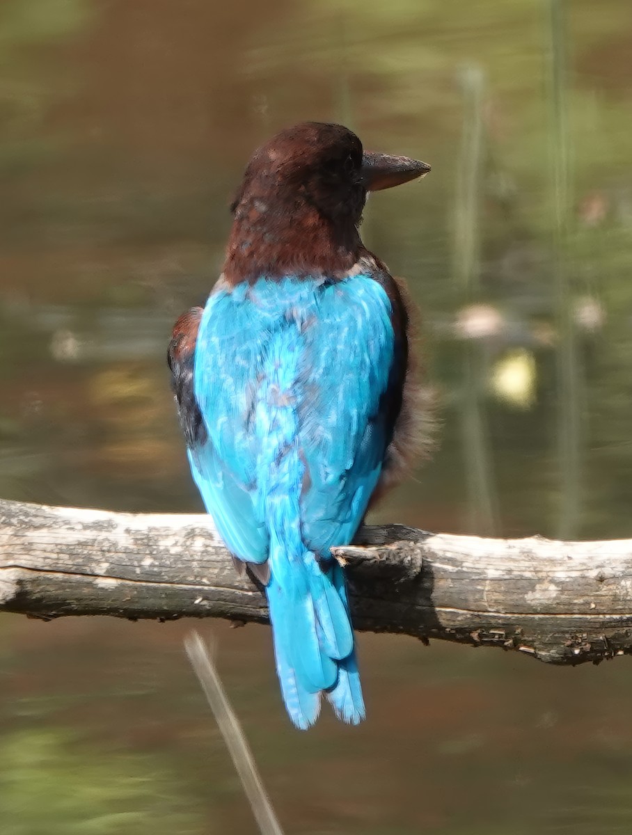 White-throated Kingfisher - ML647107066