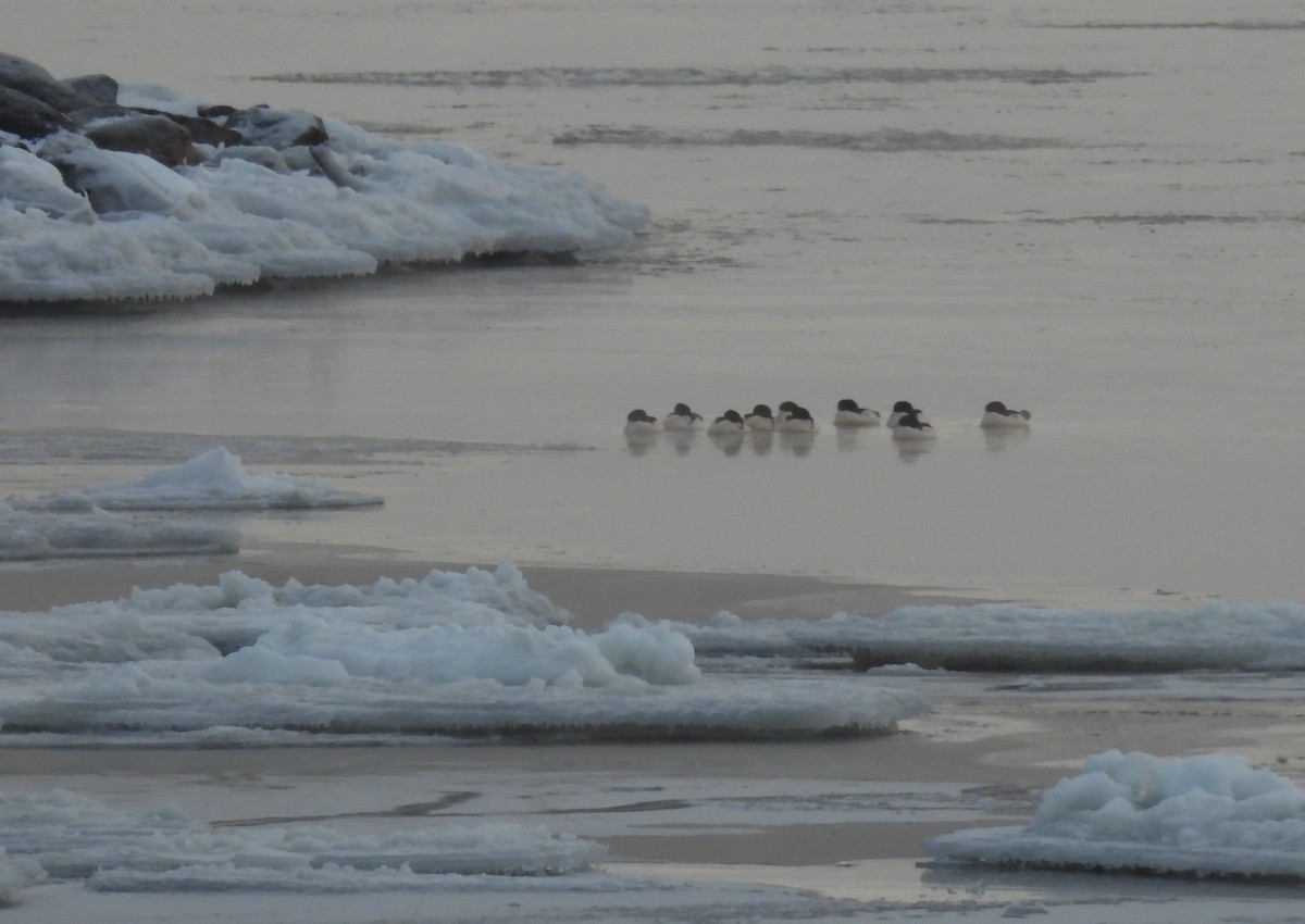 מרגון גדול - ML647107067