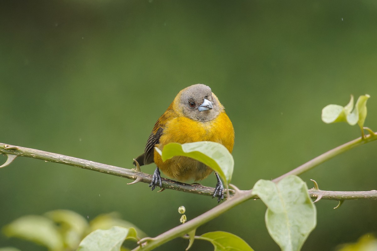 Scarlet-rumped Tanager - ML647107069