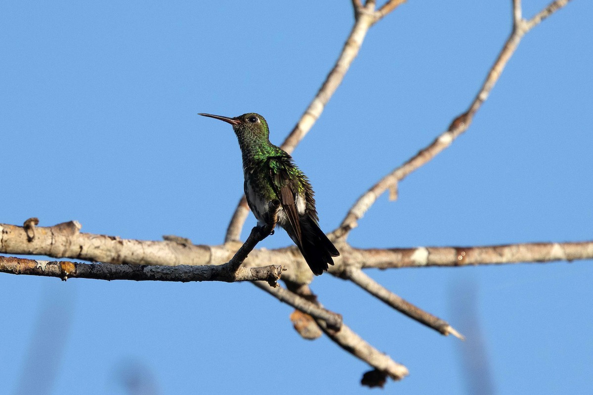 Glittering-throated Emerald - ML647107070