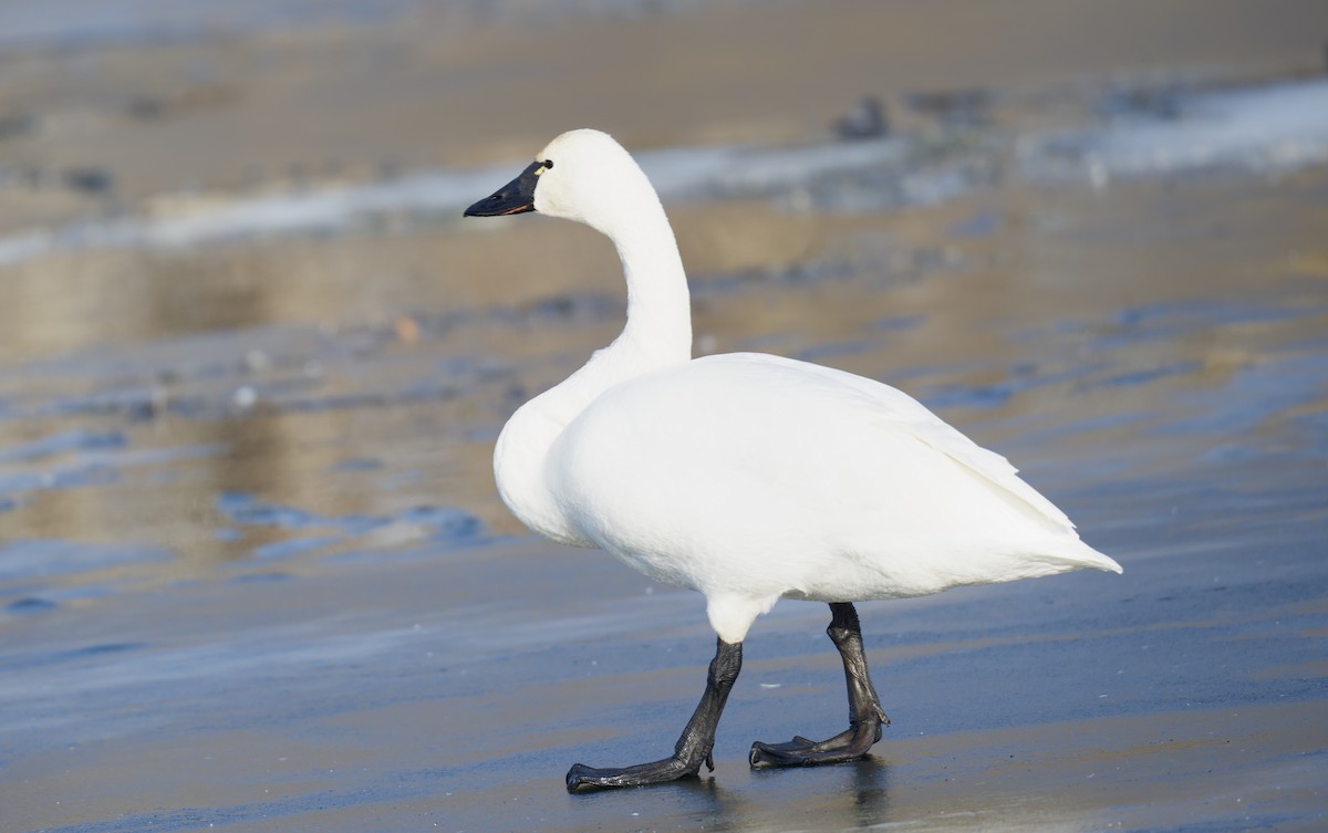 Tundra Swan - ML647107072