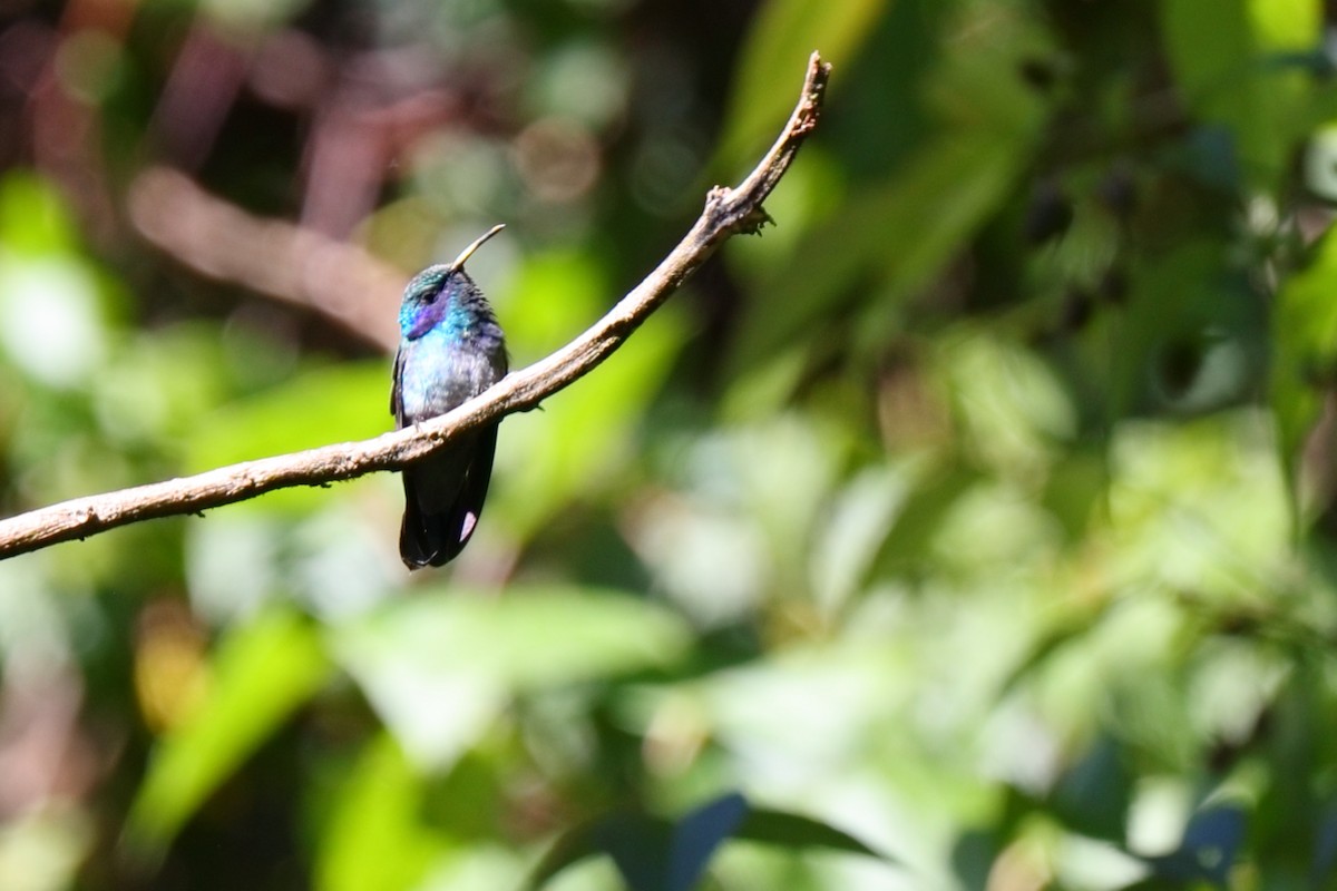 Lesser Violetear - ML647107073