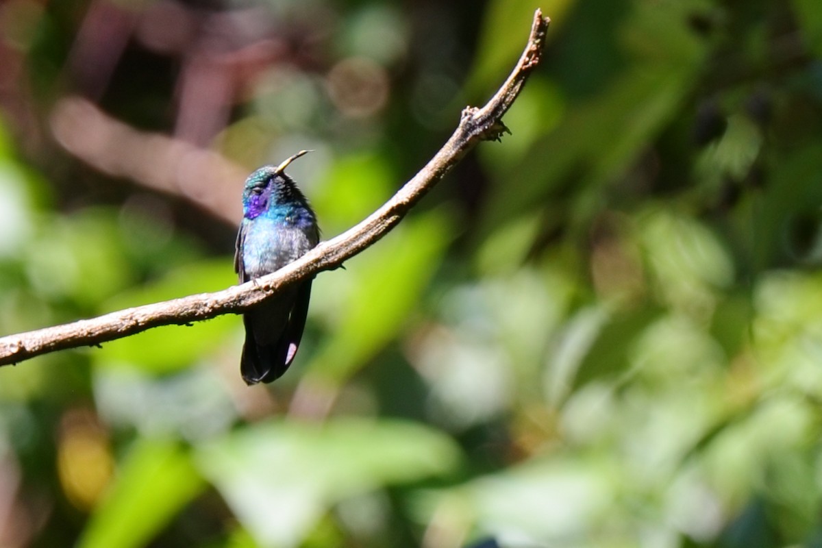 Lesser Violetear - ML647107074
