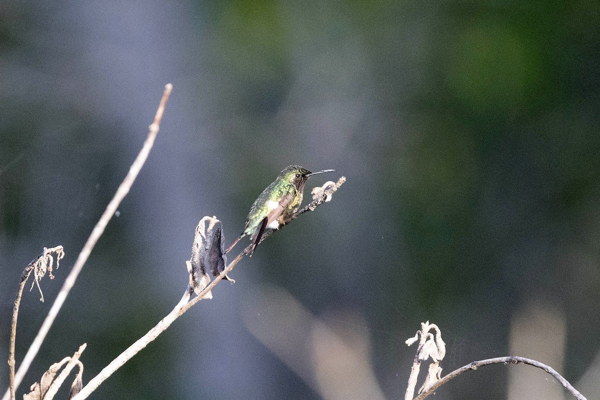 Amethyst Woodstar - ML647107075