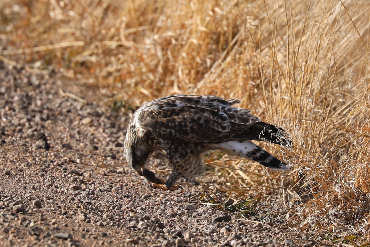 Rough-legged Hawk - ML647107076