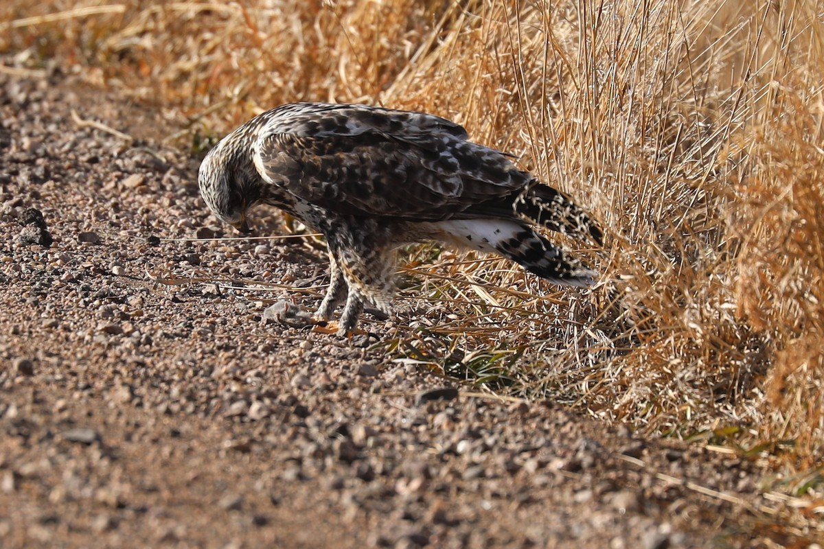 Rough-legged Hawk - ML647107077
