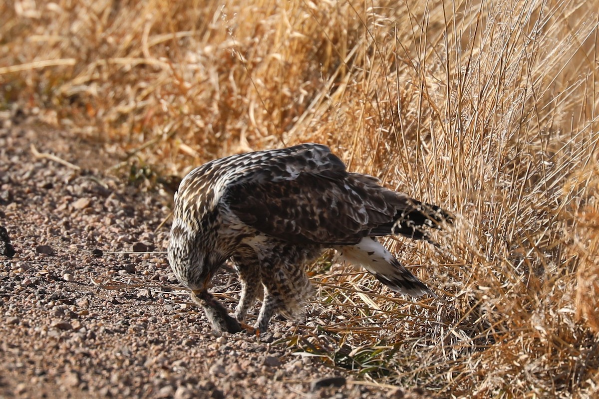 Rough-legged Hawk - ML647107078