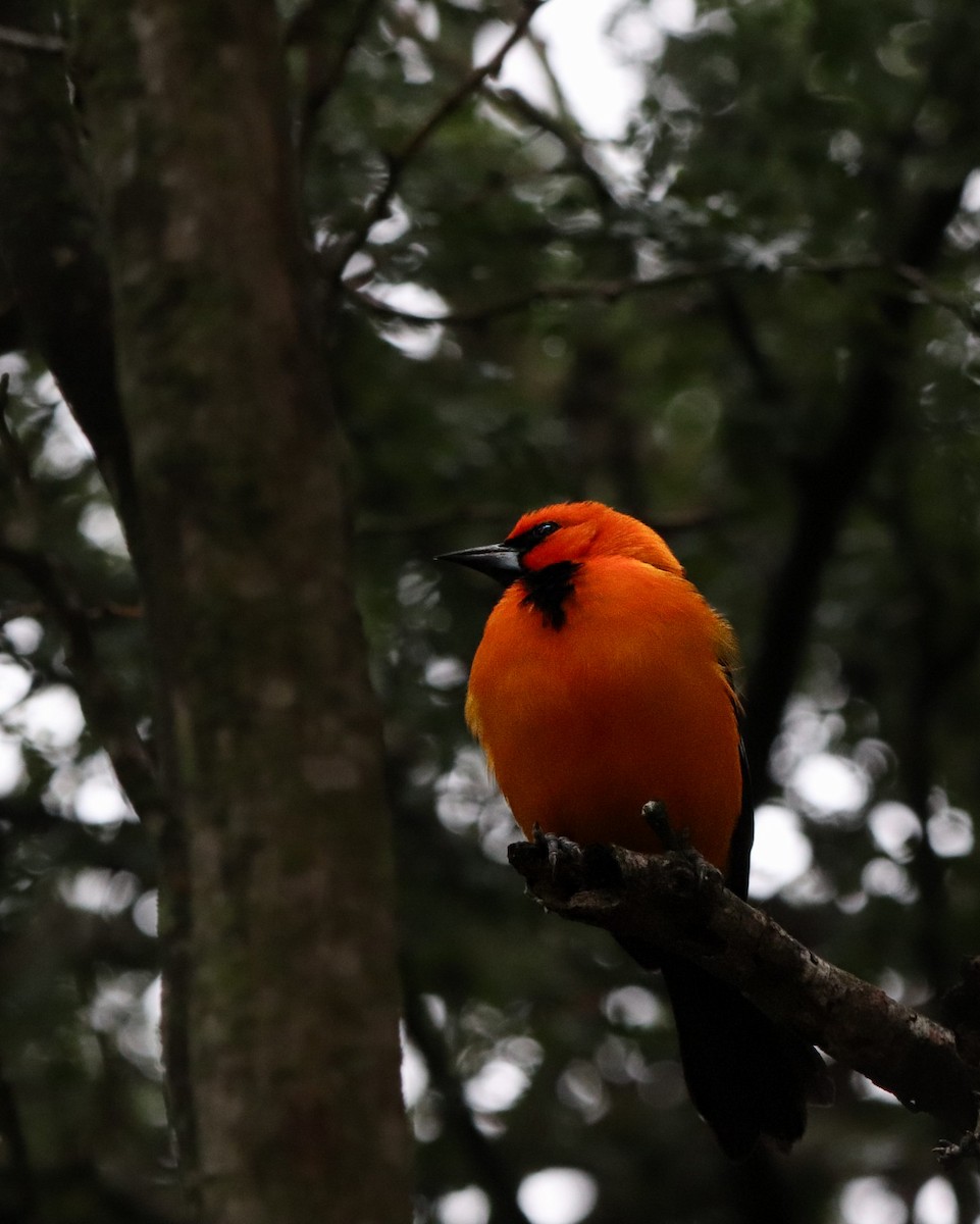 Altamira Oriole - ML647107079